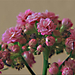 cserép-virág
