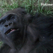 A Gorilla békésen szunyókál :)