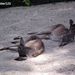 Pihenő a kenguru családnál is :)