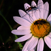 Margitka virág