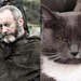Game-Of-Thrones-Characters-as-Cats-2