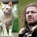 Game-Of-Thrones-Characters-as-Cats-8