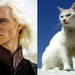 Game-Of-Thrones-Characters-as-Cats-15