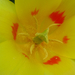 Sárga-piros tulipán