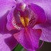 Orchidea torok