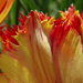 Fodros tulipán-1