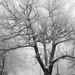 Ködös-havas Dobogókő