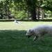 futó kutya a parkban
