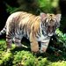 tigris tiger17