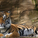 tigris tiger37