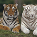 tigris tiger52
