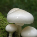 kis fehér gombák