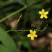 Sárga virágocskák az erdőben