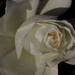 Fehér rózsa elnyílóban