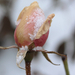 Rózsabimbó havazáskor