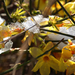 Sárga virágok olvadó hóval