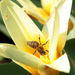 Méhecske a tulipánon