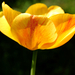 Sárga-vörös cirmos tulipánom