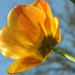 A tulipán fonákja
