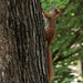 Felfelé - mókus a fán
