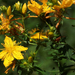 Sárga virágok - közönséges orbáncfű