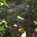 Kuszaság - pókháló