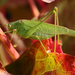 Zöld szöcske őszi levélen