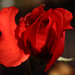 Vörös rózsa bimbó