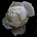 Szabadtéri fehér rózsa