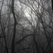 Ködös erdő