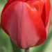 Hamvas piros tulipán
