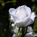 Hófehér rózsabimbó