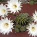 Egynapos kaktusz virágai