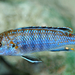melanochromis joanjohnsonae