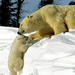 polar-bears 242 990x742