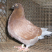 Pigeon 2011 09 28 004