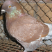 Pigeon 2011 09 28 005