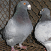 Pigeon 2011 09 28 006