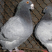 Pigeon 2011 09 28 007