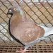 Pigeon 2011 09 28 013