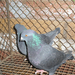 Pigeon 2011 09 28 014