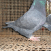 Pigeon 2011 09 28 019