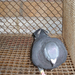 Pigeon 2011 09 28 022