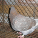 Pigeon 2011 09 28 025