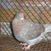 Pigeon 2011 09 28 026
