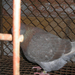 Pigeon 2011 09 28 028