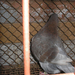 Pigeon 2011 09 28 029