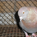 Pigeon 2011 09 28 043