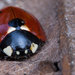 Hétpettyes katicabogár (Coccinella septempunctata)