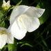 Fehér baracklevelű harangvirág